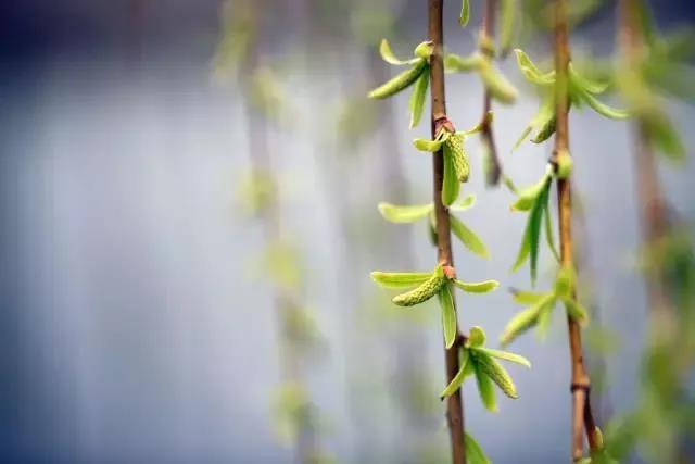 清明，踏青